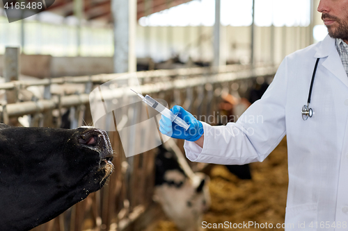 Image of veterinarian with syringe vaccinating cows on farm