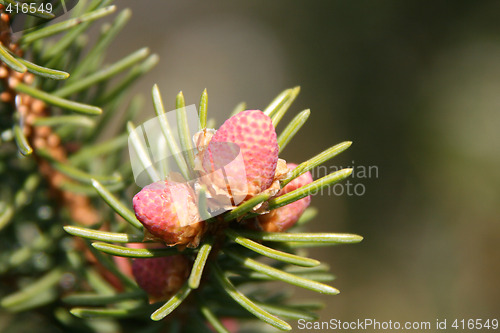 Image of Cone