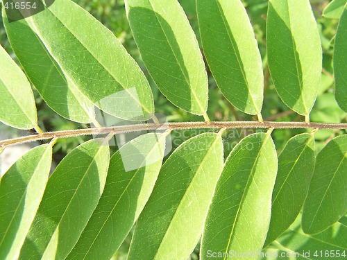 Image of Acacia leaves