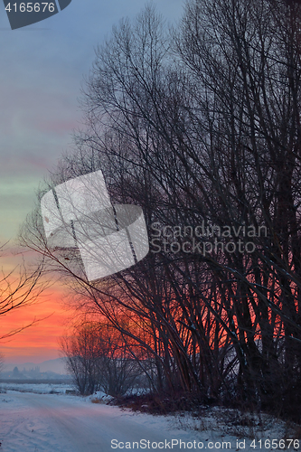 Image of sunset with tree shadow