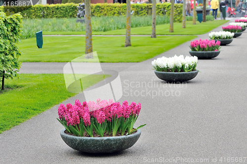 Image of Hyacinth flowers in garden