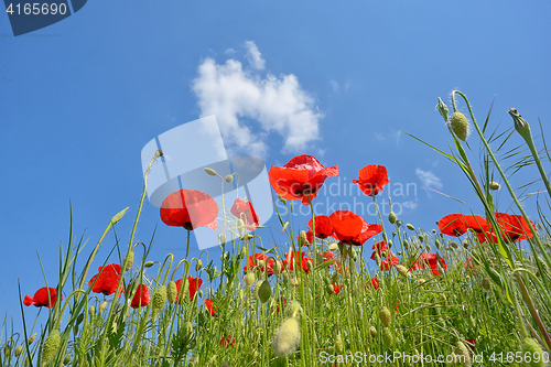 Image of Field of poppies