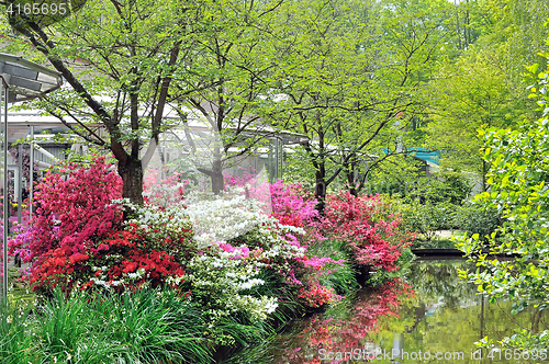 Image of Rhododendron Flowers in spring 