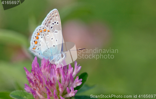 Image of Common Blue  butterfly