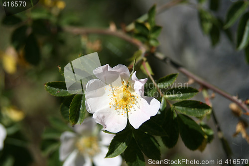 Image of Rosehip flower