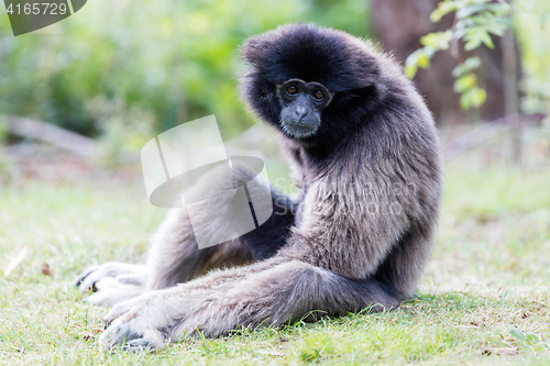 Image of Adult white handed gibbon