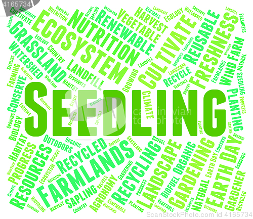 Image of Seedling Word Indicates Young Tree And Botany