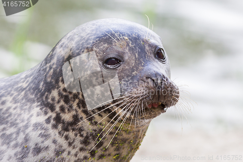 Image of Sea lion closeup