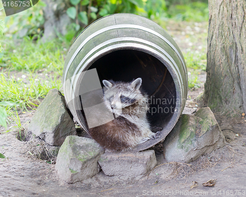 Image of Adult racoon on a tree