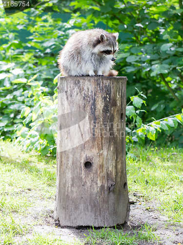 Image of Adult racoon on a tree