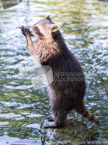 Image of Racoon begging for food