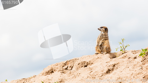 Image of Suricata suricatta, grey sky