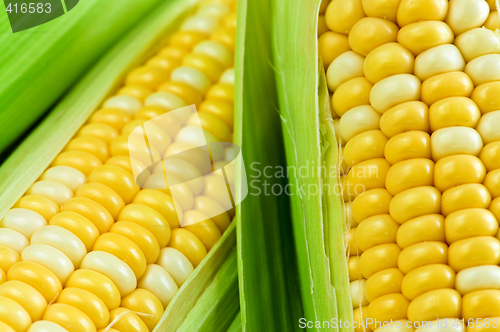 Image of Corn close up