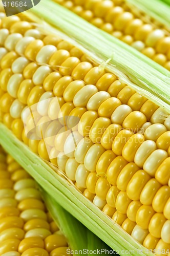 Image of Corn close up