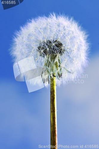 Image of Dandelion