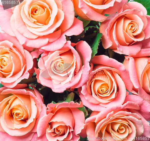 Image of beautiful pink roses