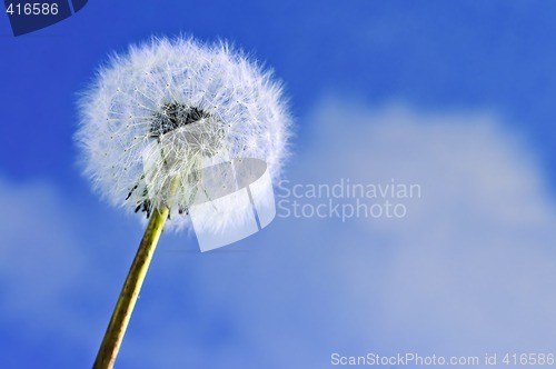 Image of Dandelion