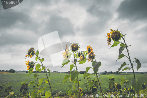 Image of Withered sunflowers in cloudy weather