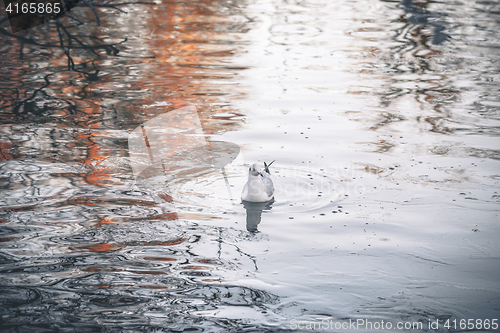 Image of Wild bird in the cold water