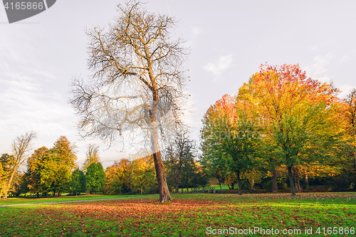 Image of Autumn landscape with a large tree