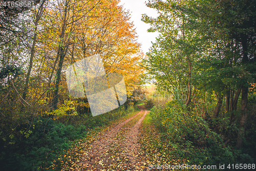 Image of Landscape with golden trees in the fall