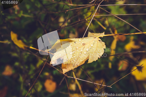 Image of Autumn maple leaf with dew drops