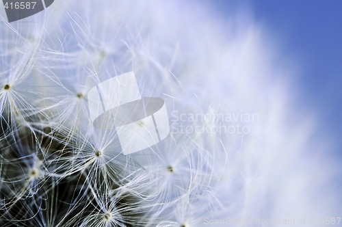 Image of Dandelion