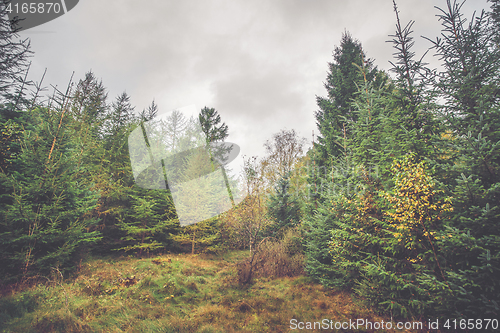 Image of Forest with pine and birch trees