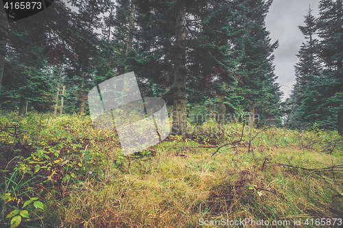 Image of Green grass in a pine forest