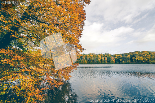 Image of Tree with golden autumn leaves