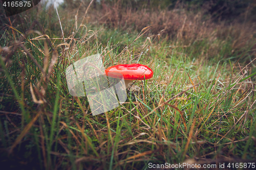 Image of Red Amanita Muscaria fungus on a field