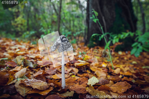 Image of Coprinopsis picacea mushroom with a tall stalk