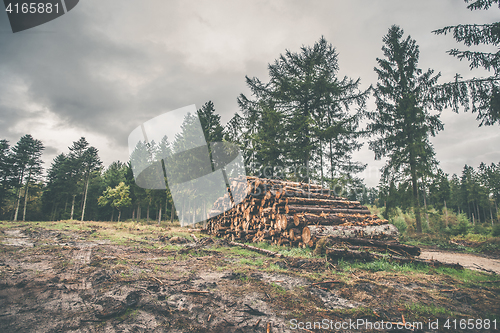 Image of Stacked wood in a pine forest