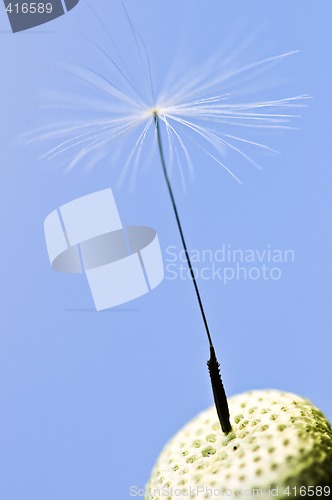 Image of Dandelion