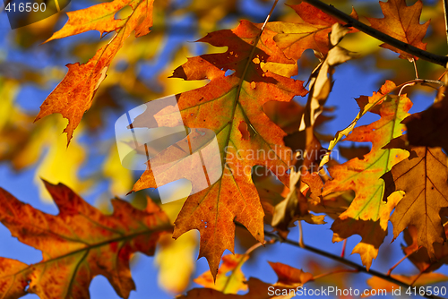 Image of Autumn leaves