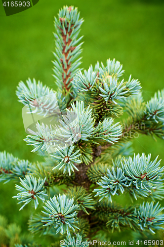 Image of Young Spruce Shoots