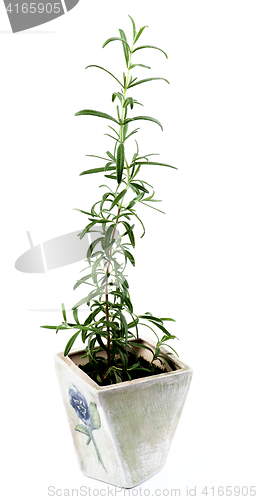 Image of Fresh Rosemary in Pot