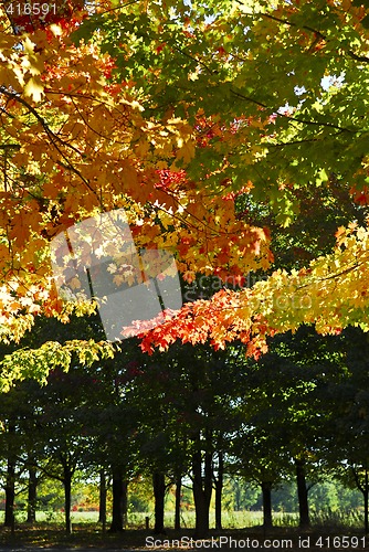 Image of Autumn trees in fall park