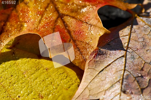 Image of Autumn leaves macro