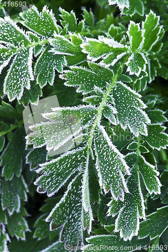 Image of Frosty plants in late fall