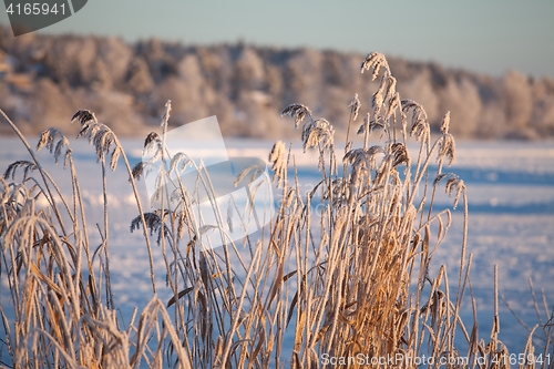 Image of Frozen lake and reed