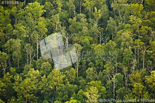 Image of Trees in the woods