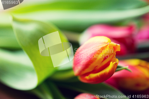 Image of close up of tulip flowers