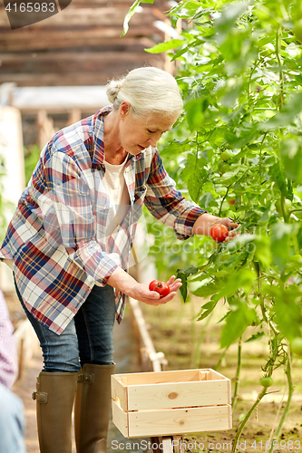 Image of senior woman growing tomatoes at farm greenhouse