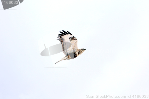Image of Flying Hawk Buteo lagopus 