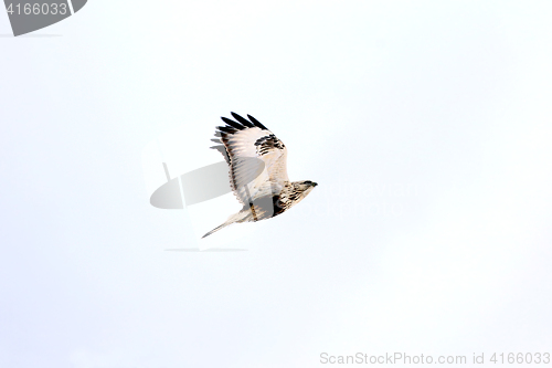 Image of Flying Hawk Buteo lagopus 
