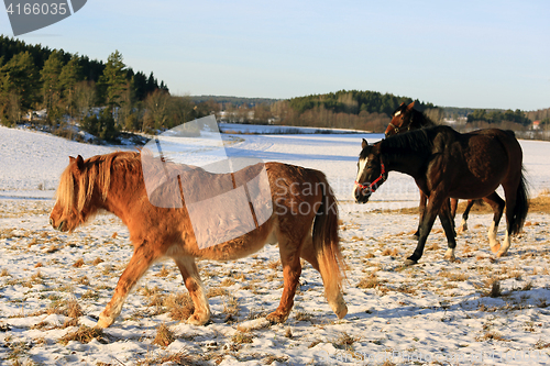 Image of Horses on Snowy Field in Winter