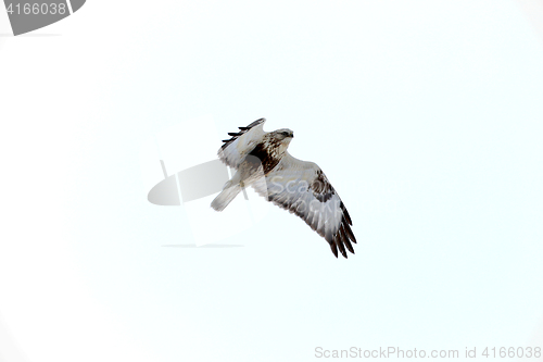 Image of Buteo Lagopus, Rough-legged Buzzard Flying