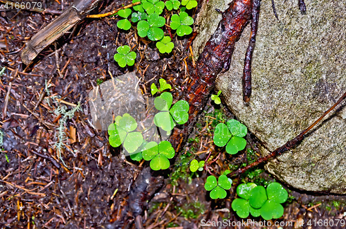 Image of Shamrock green on the ground