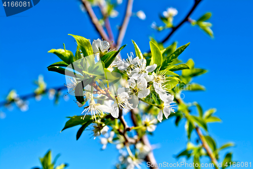 Image of Plums flowers on branch